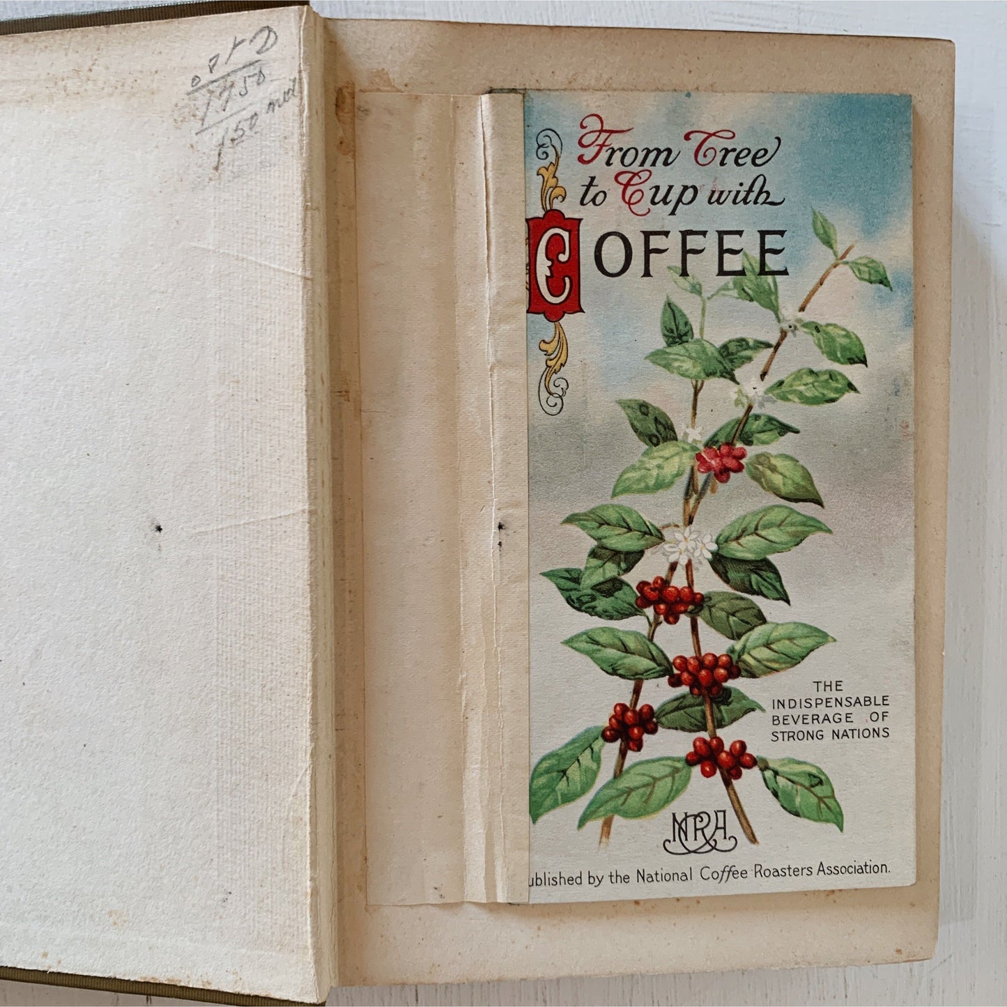 How to Know Wild Fruits, 1905, Botanical Guide Book