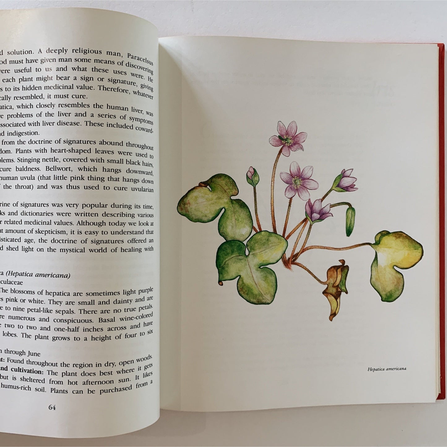 Southern Wildflowers, 1989, Laura C Martin, Botanical Illustrations