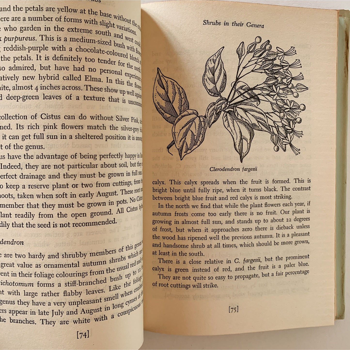 Modern Shrubs, 1958, Hardcover Gardening Book