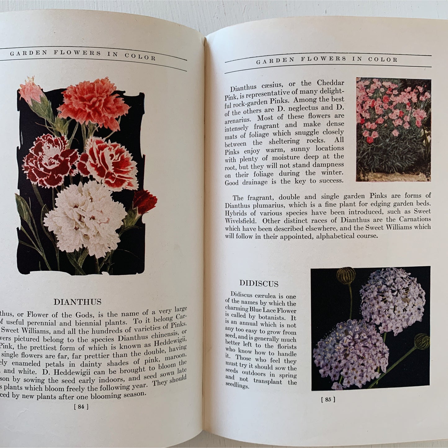 Garden Flowers in Color, 1939, G.A. Stevens, Botanical Illustrations