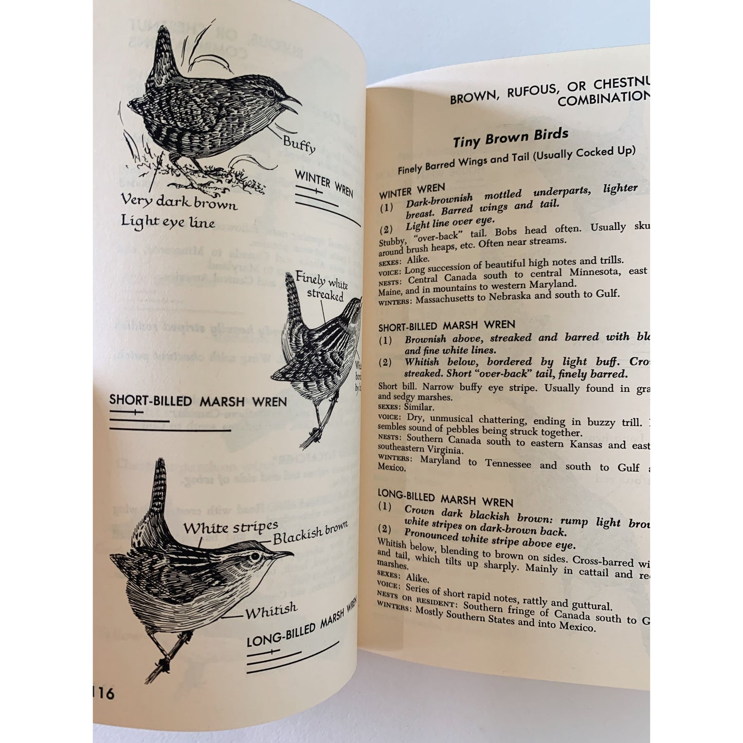 Naming the Birds at a Glance 1963 Hardcover