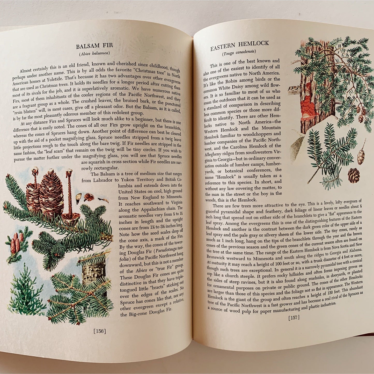 An Introduction to Nature, John Kieran, 1966 Mid Century Illustrated Nature Book
