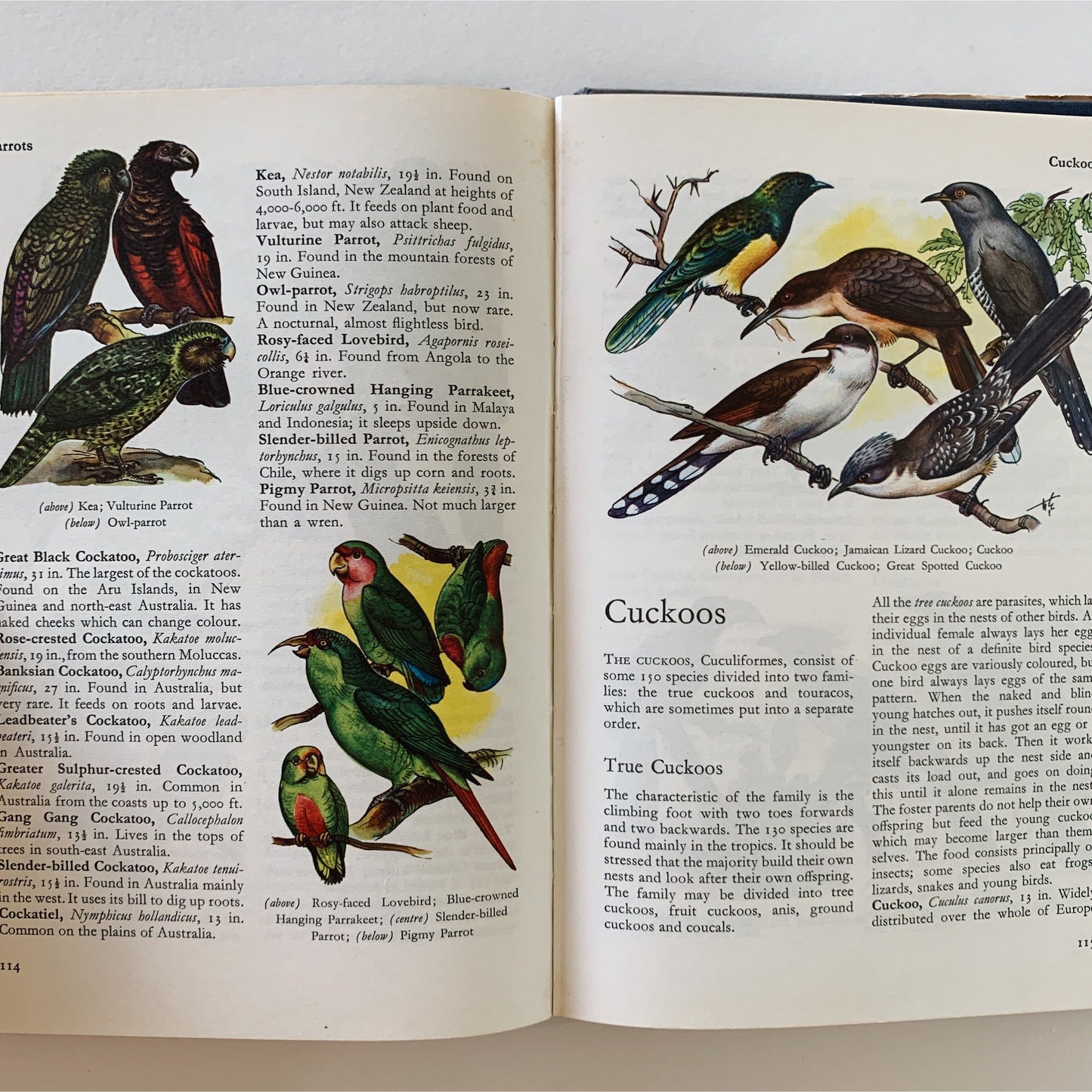 Birds of the World, Color Illustrations, 1964, Hardcover