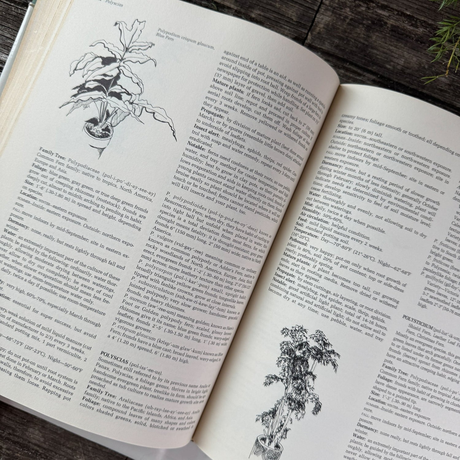 Indoor Plants: Comprehensive Care and Culture, Doris F. Hirsch, 1977 - Pretty Old Books