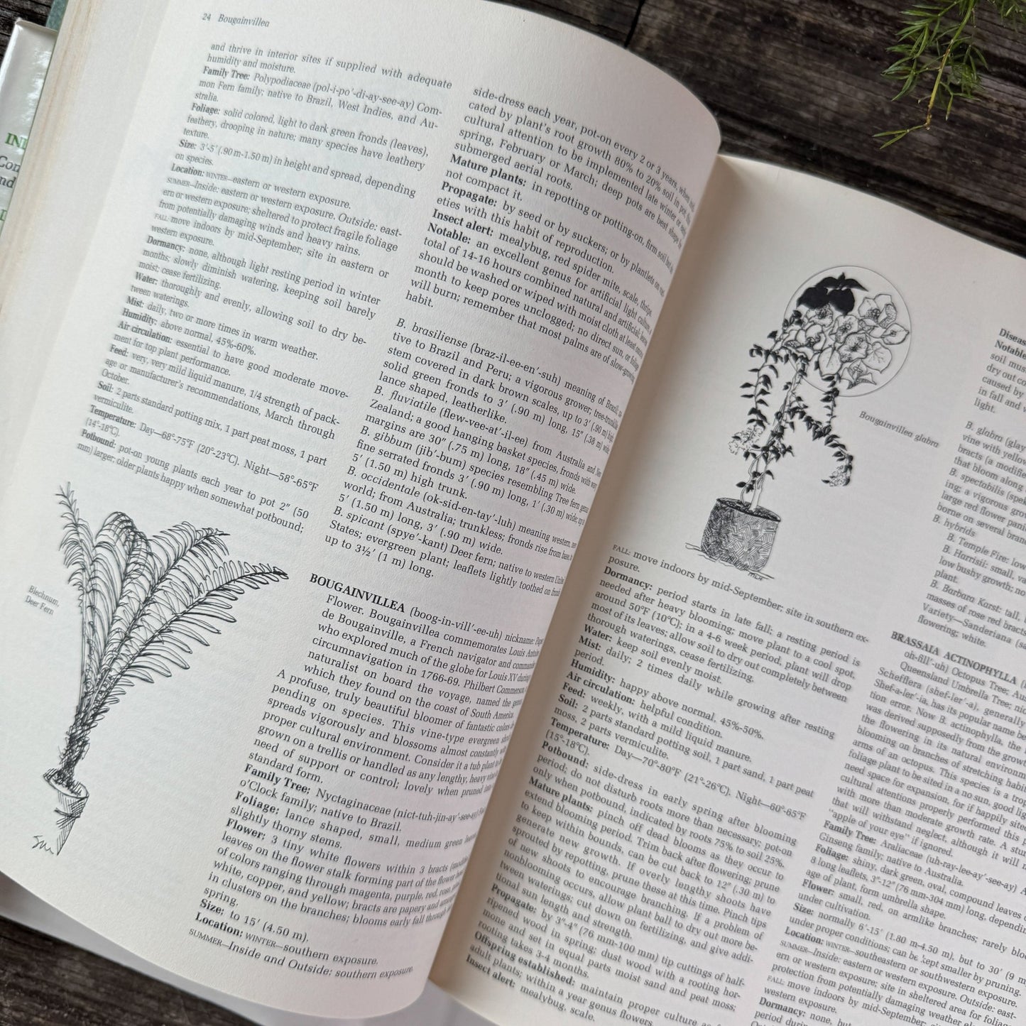 Indoor Plants: Comprehensive Care and Culture, Doris F. Hirsch, 1977 - Pretty Old Books