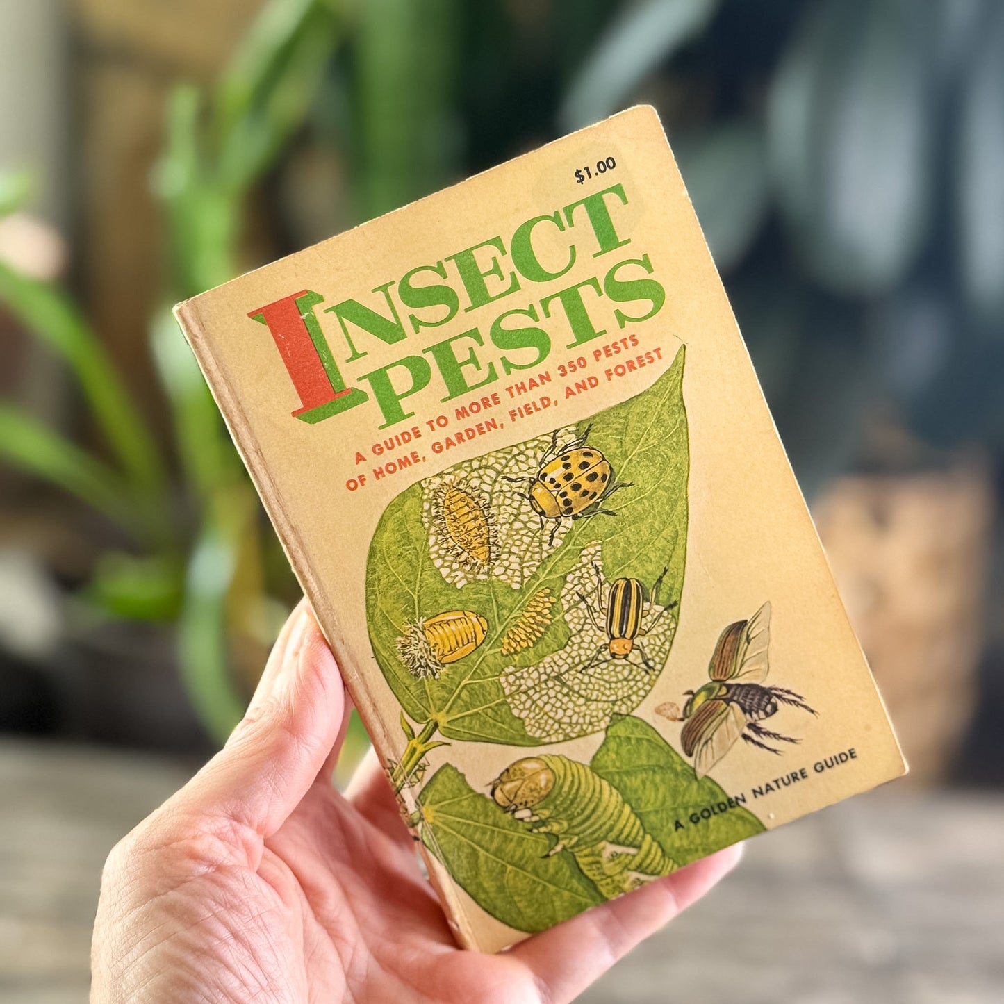 Insect Pests, A Golden Guide, 1966 - Pretty Old Books