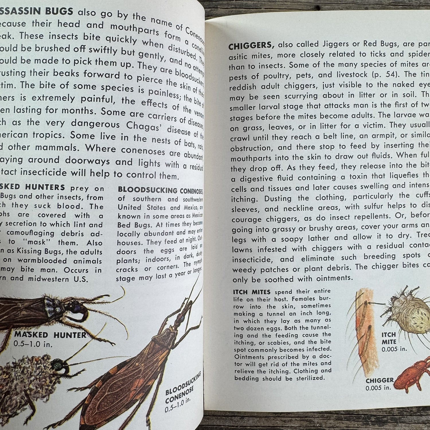 Insect Pests, A Golden Guide, 1966 - Pretty Old Books