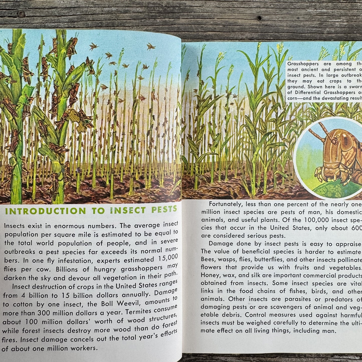 Insect Pests, A Golden Guide, 1966 - Pretty Old Books