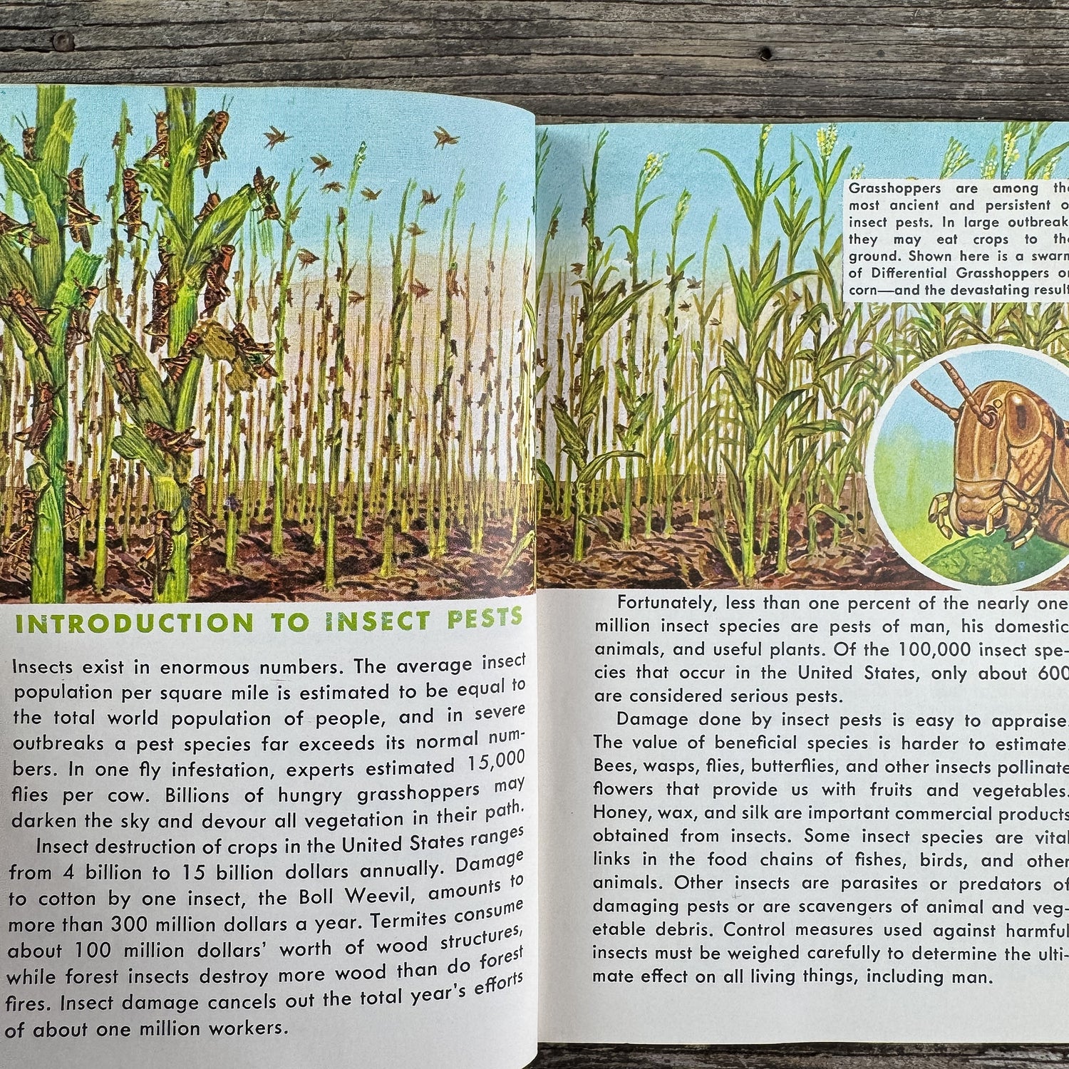 Insect Pests, A Golden Guide, 1966 - Pretty Old Books