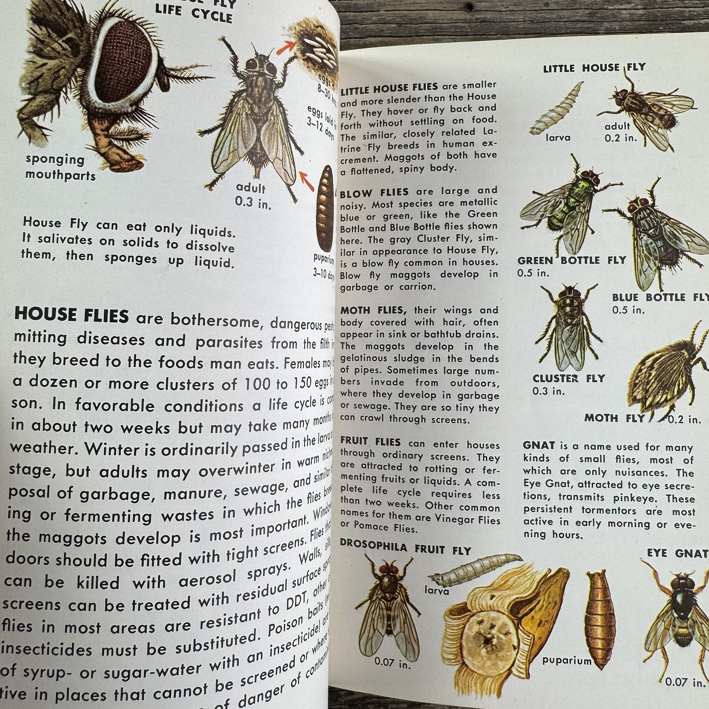 Insect Pests, A Golden Guide, 1966 - Pretty Old Books