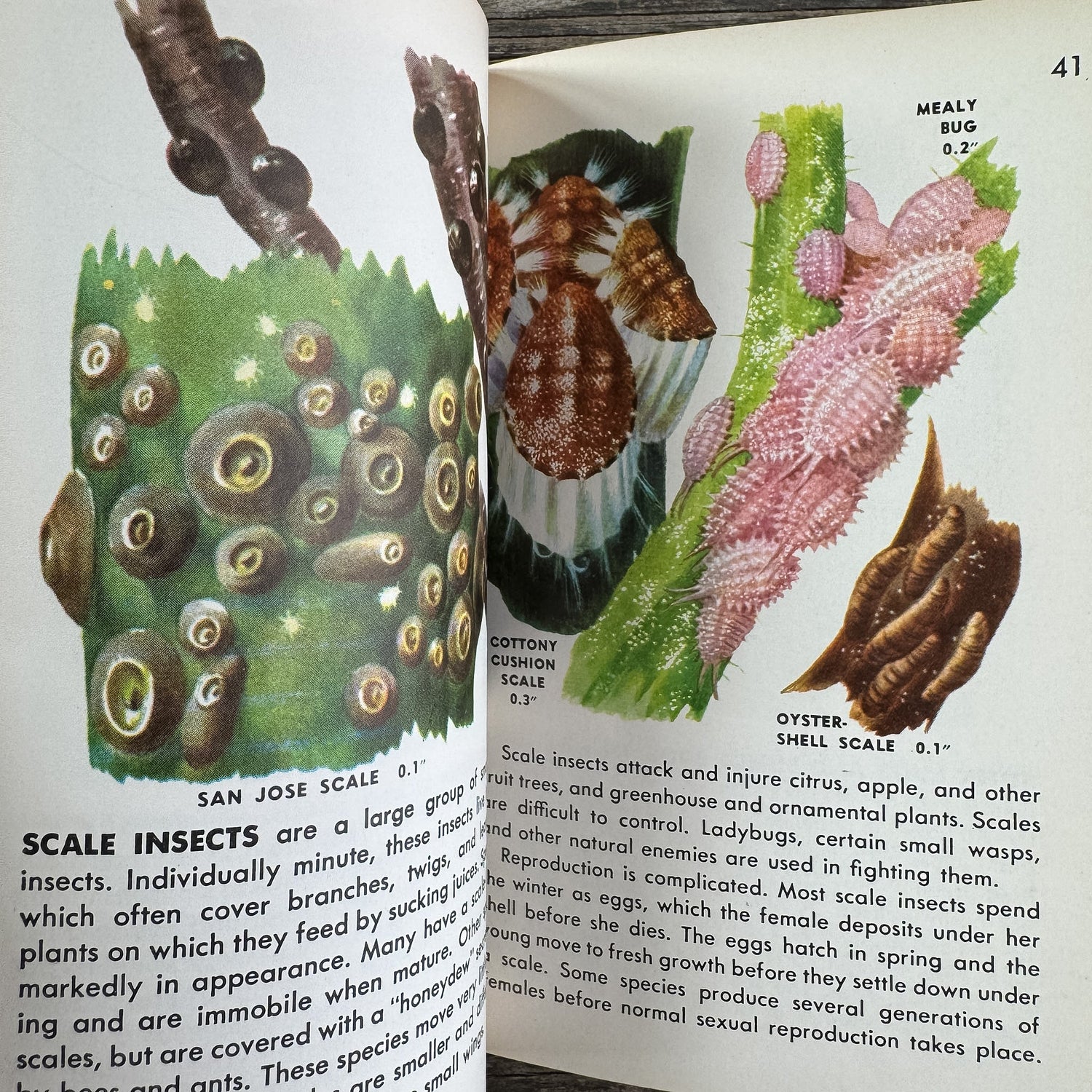 Insects, A Golden Guide, 1956 - Pretty Old Books