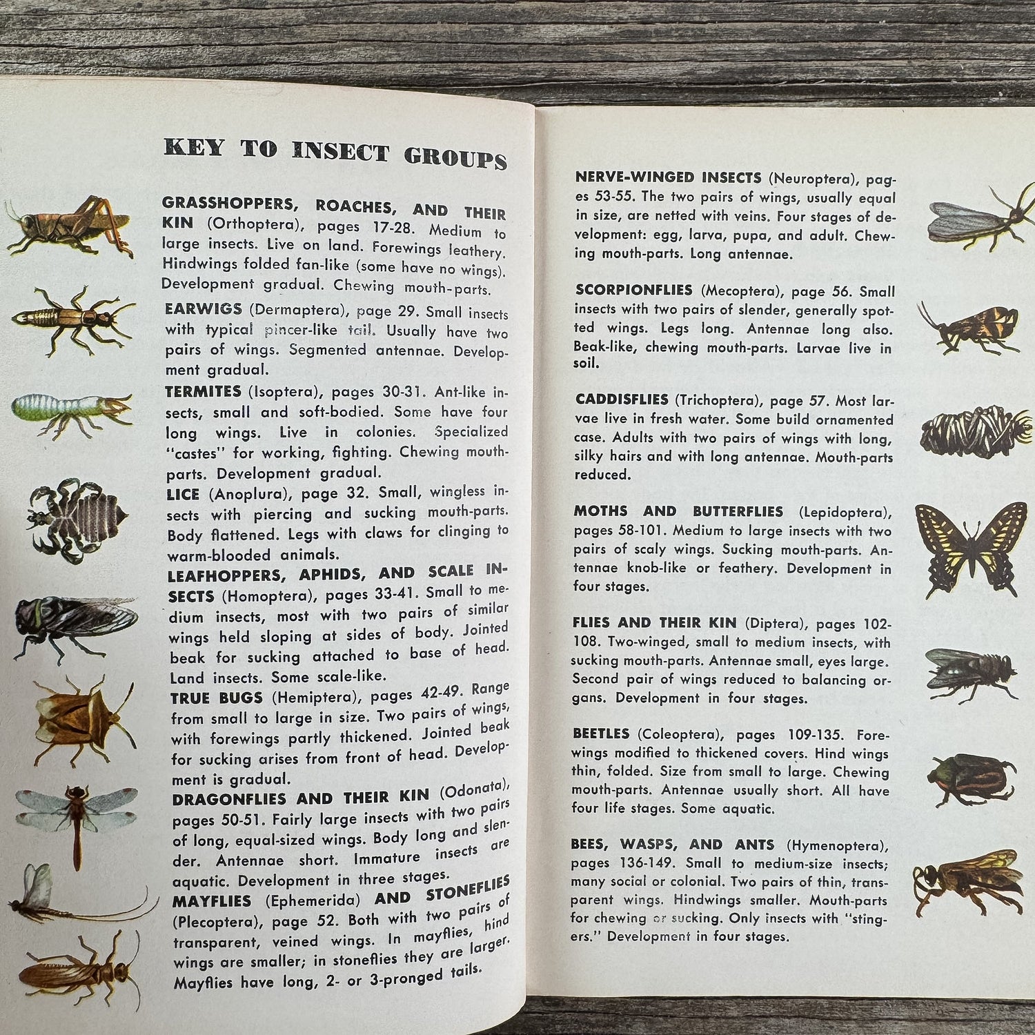 Insects, A Golden Guide, 1956 - Pretty Old Books