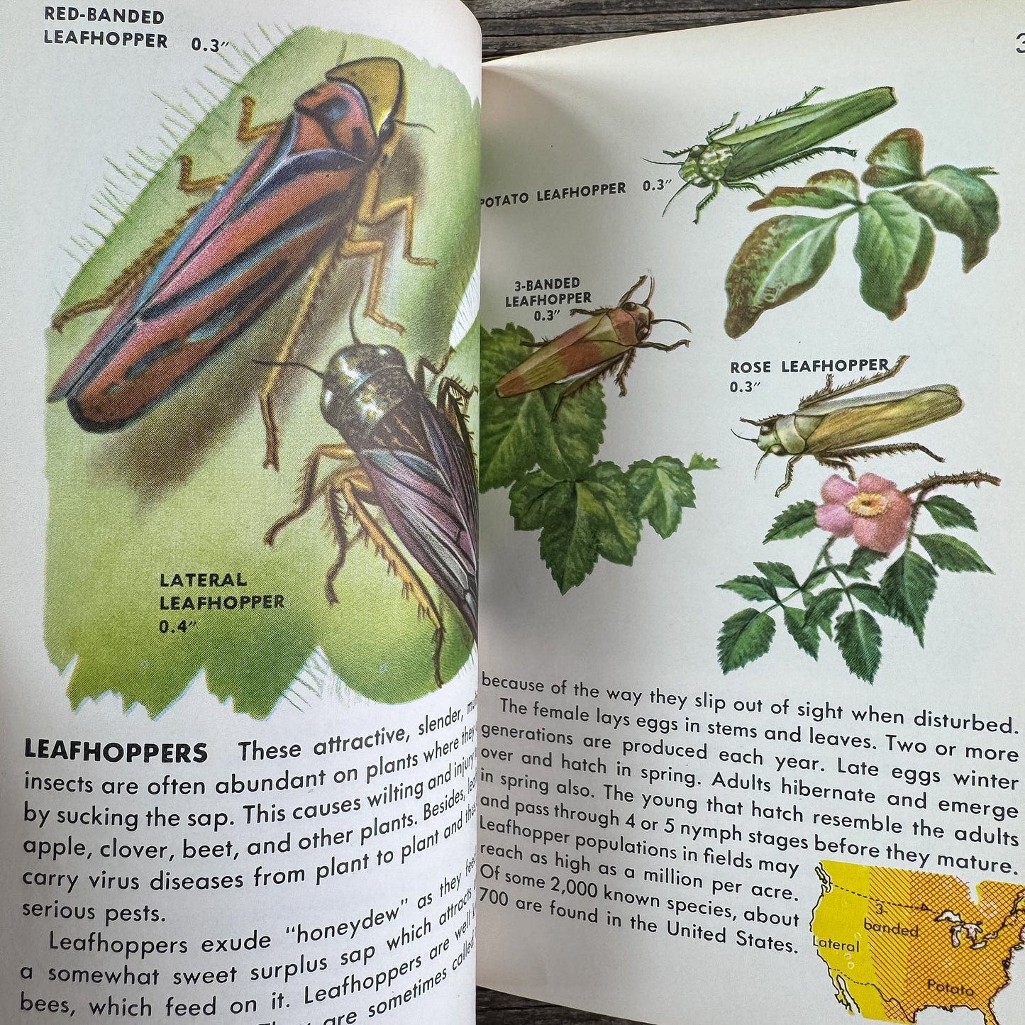 Insects, A Golden Guide, 1956 - Pretty Old Books