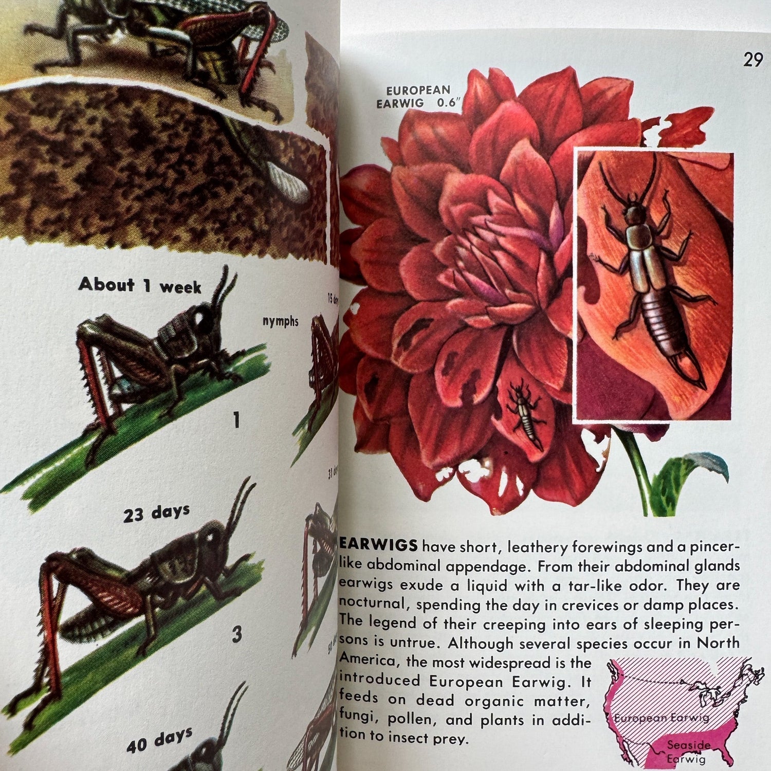 Insects A Golden Guide Paperback, Vintage 1987 - Pretty Old Books