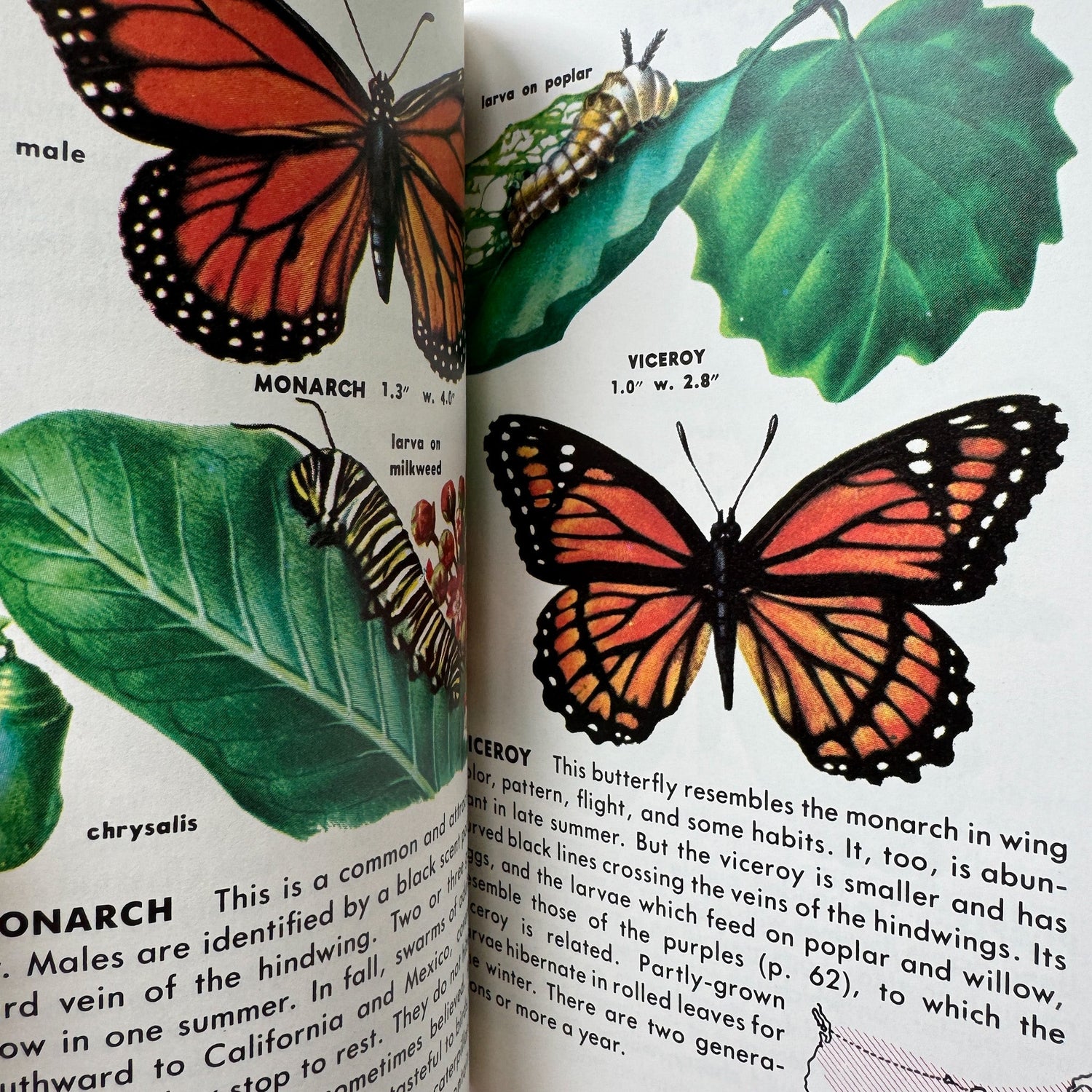 Insects A Golden Guide Paperback, Vintage 1987 - Pretty Old Books