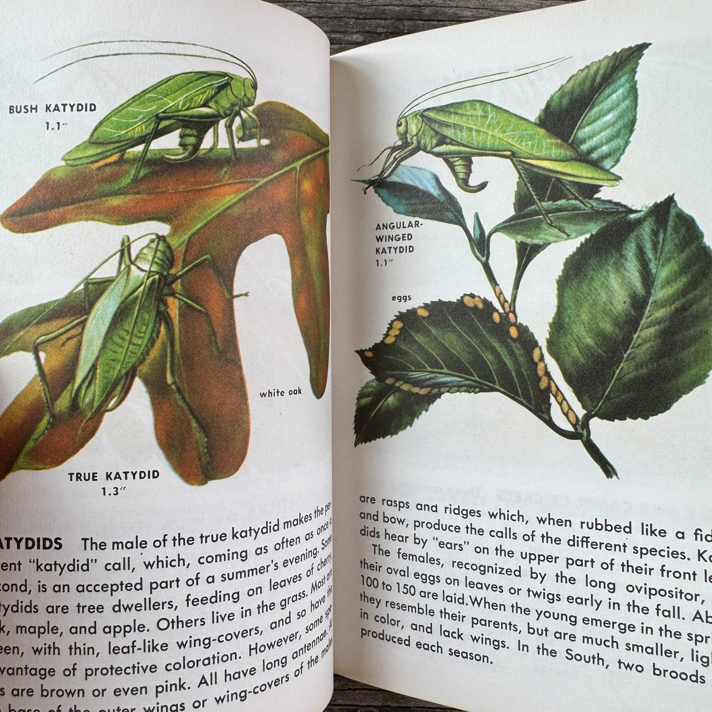 Insects A Golden Guide, Vintage 1963 Yellow Paperback Field Guide - Pretty Old Books