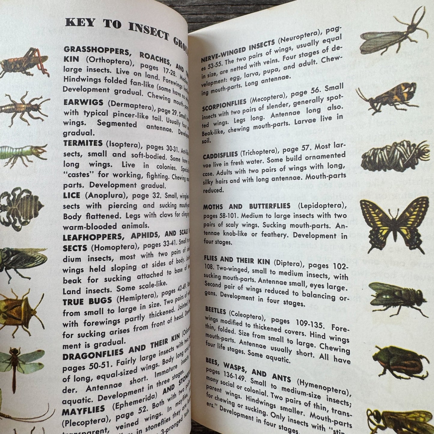 Insects A Golden Guide, Vintage 1963 Yellow Paperback Field Guide - Pretty Old Books