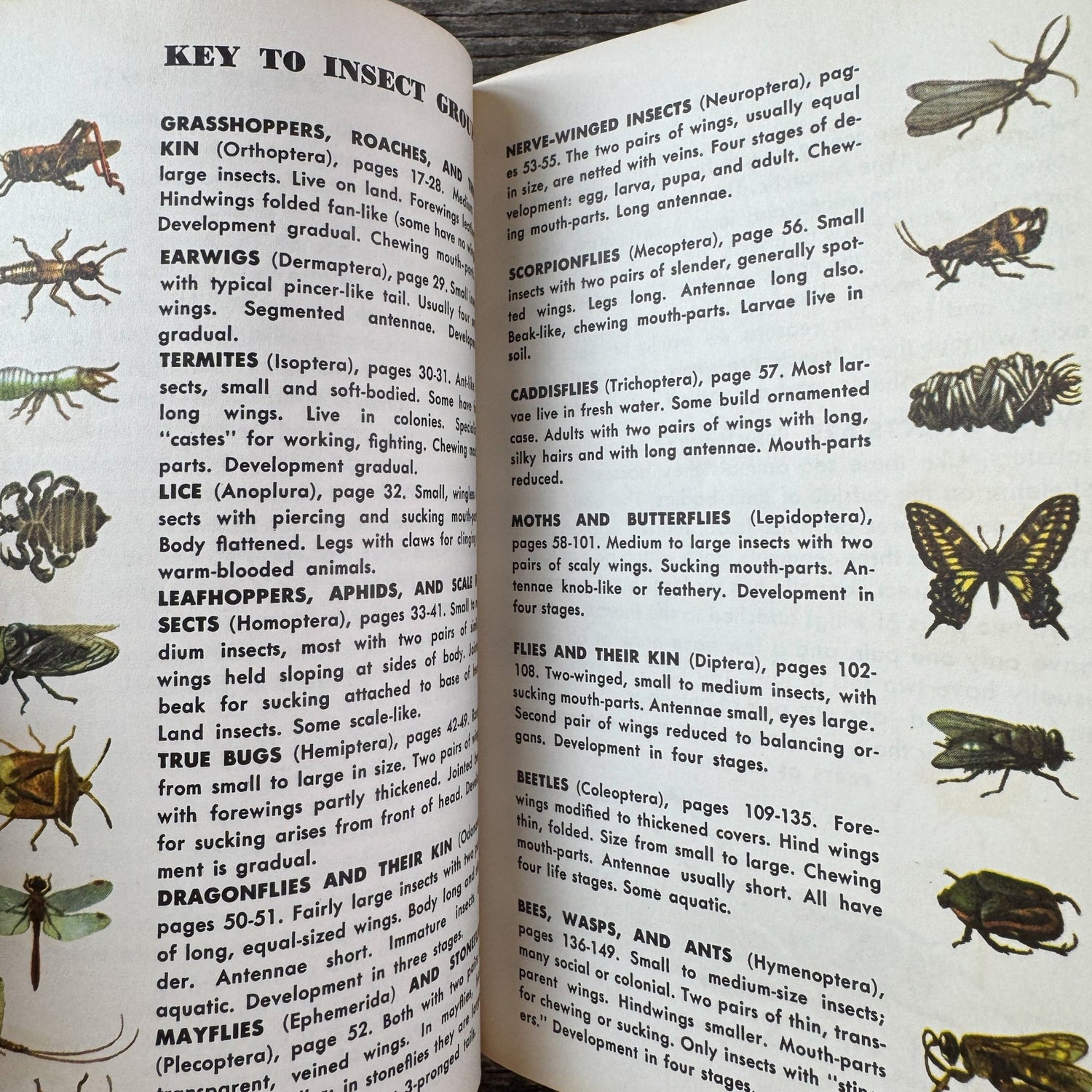 Insects A Golden Guide, Vintage 1963 Yellow Paperback Field Guide - Pretty Old Books