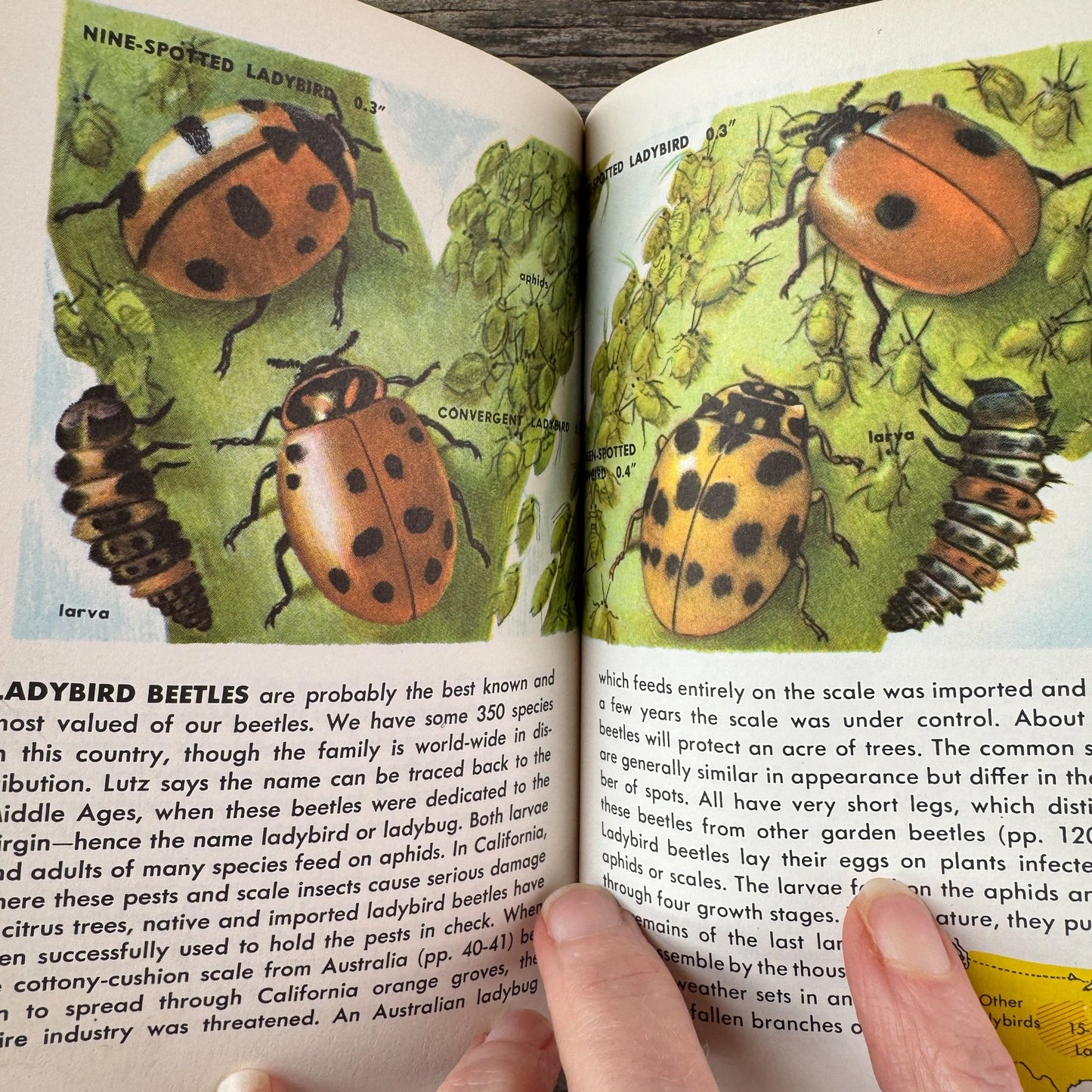 Insects A Golden Guide, Vintage 1963 Yellow Paperback Field Guide - Pretty Old Books
