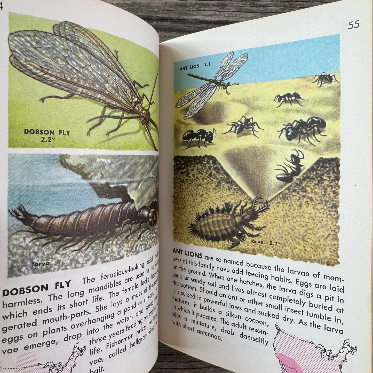 Insects A Golden Guide, Vintage 1963 Yellow Paperback Field Guide - Pretty Old Books