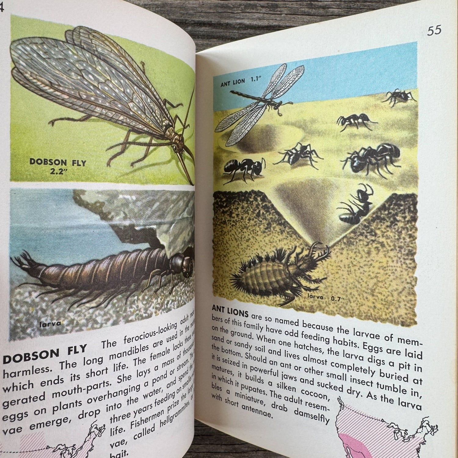 Insects A Golden Guide, Vintage 1963 Yellow Paperback Field Guide - Pretty Old Books