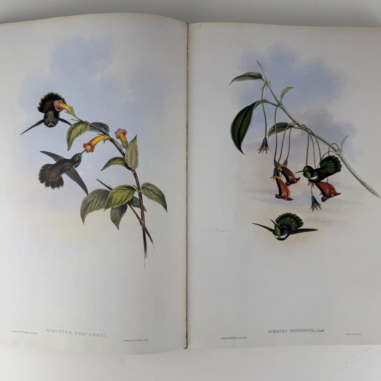 John Gould's Hummingbirds, 1990, Profuse Color Plates - Pretty Old Books