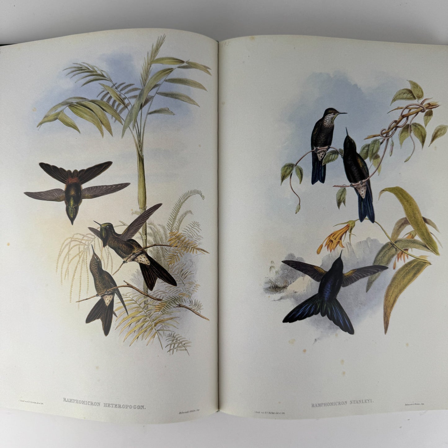 John Gould's Hummingbirds, 1990, Profuse Color Plates - Pretty Old Books