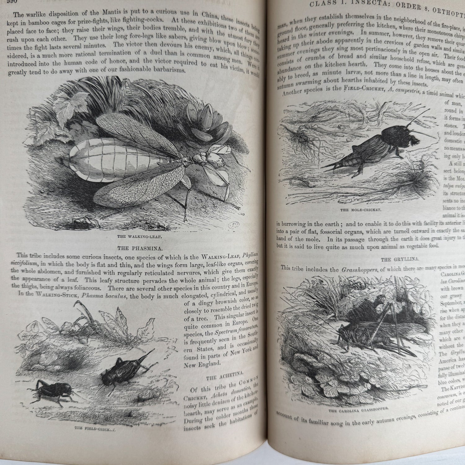 Johnson’s The Animal Kingdom Illustrated, Natural History, Volumes I & II, 1871, Illustrated Natural Antique - Pretty Old Books