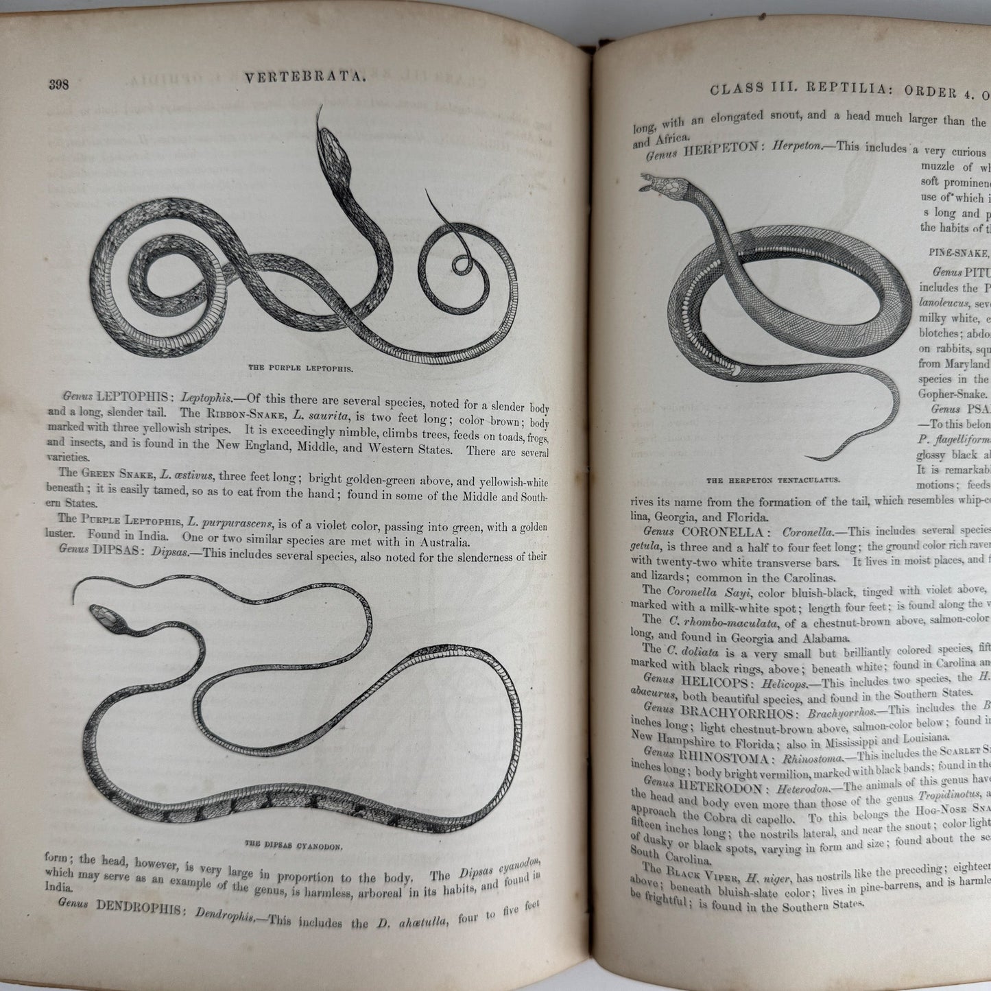 Johnson’s The Animal Kingdom Illustrated, Natural History, Volumes I & II, 1871, Illustrated Natural Antique - Pretty Old Books