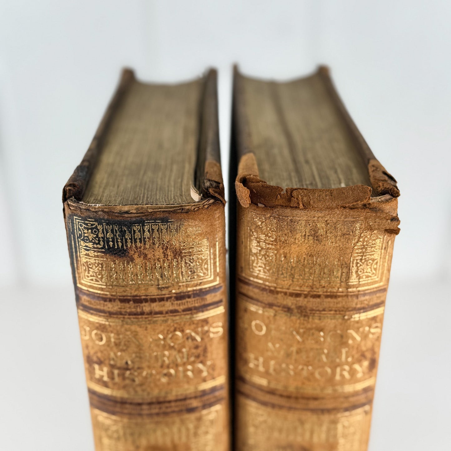 Johnson’s The Animal Kingdom Illustrated, Natural History, Volumes I & II, 1871, Illustrated Natural Antique - Pretty Old Books