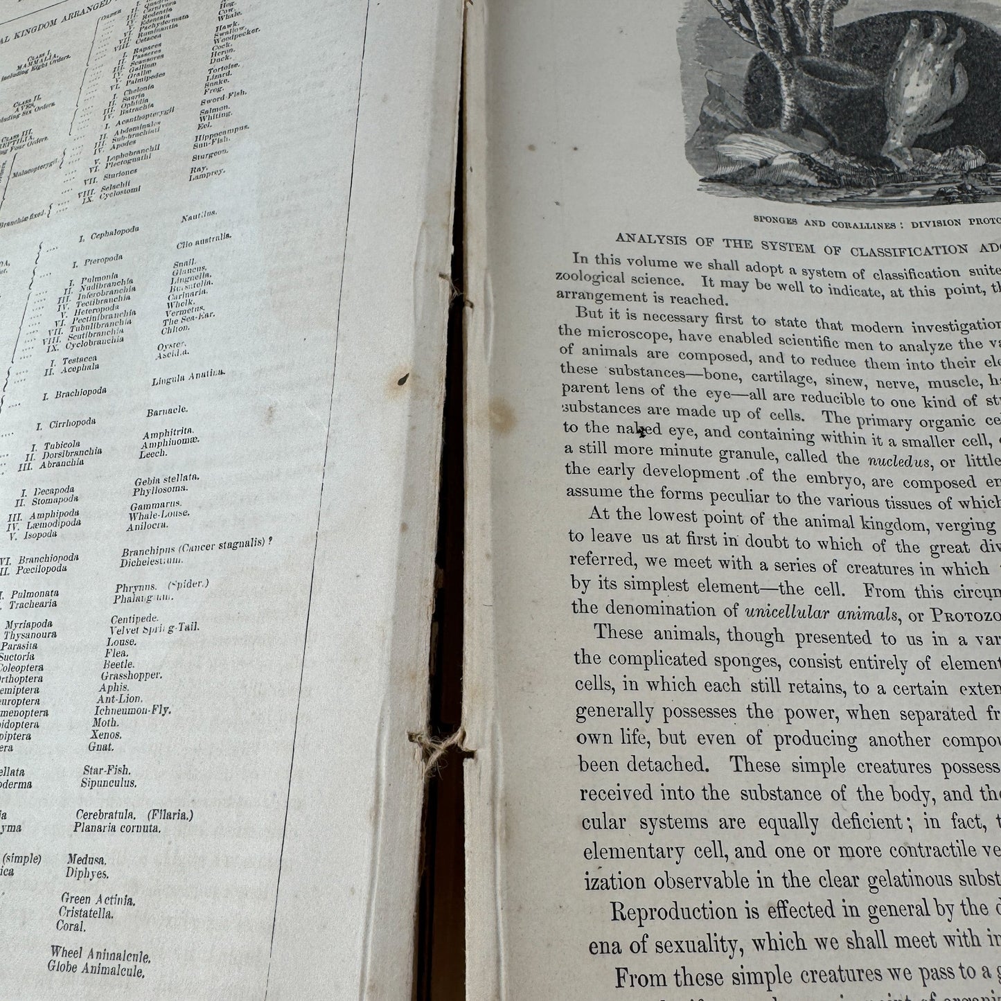 Johnson’s The Animal Kingdom Illustrated, Natural History, Volumes I & II, 1871, Illustrated Natural Antique - Pretty Old Books