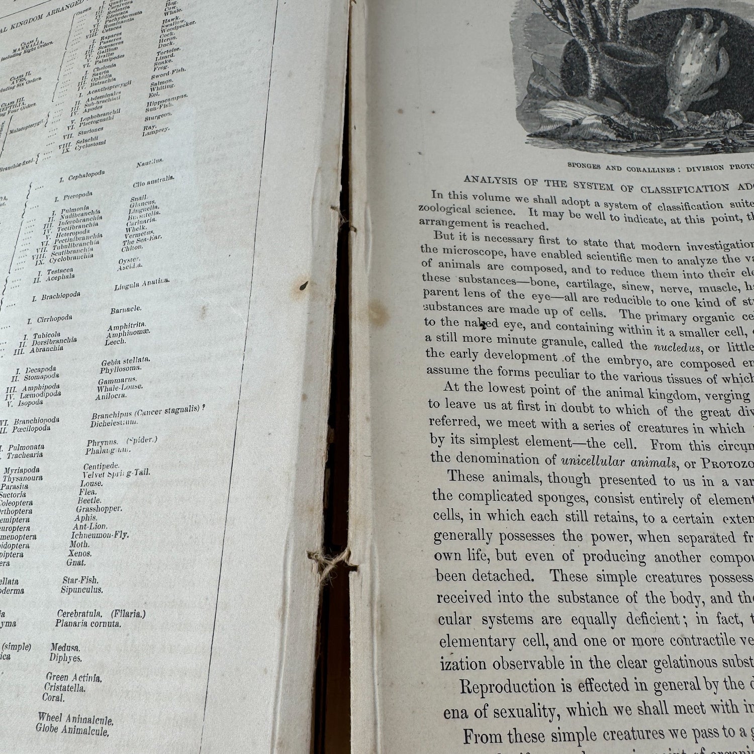 Johnson’s The Animal Kingdom Illustrated, Natural History, Volumes I & II, 1871, Illustrated Natural Antique - Pretty Old Books