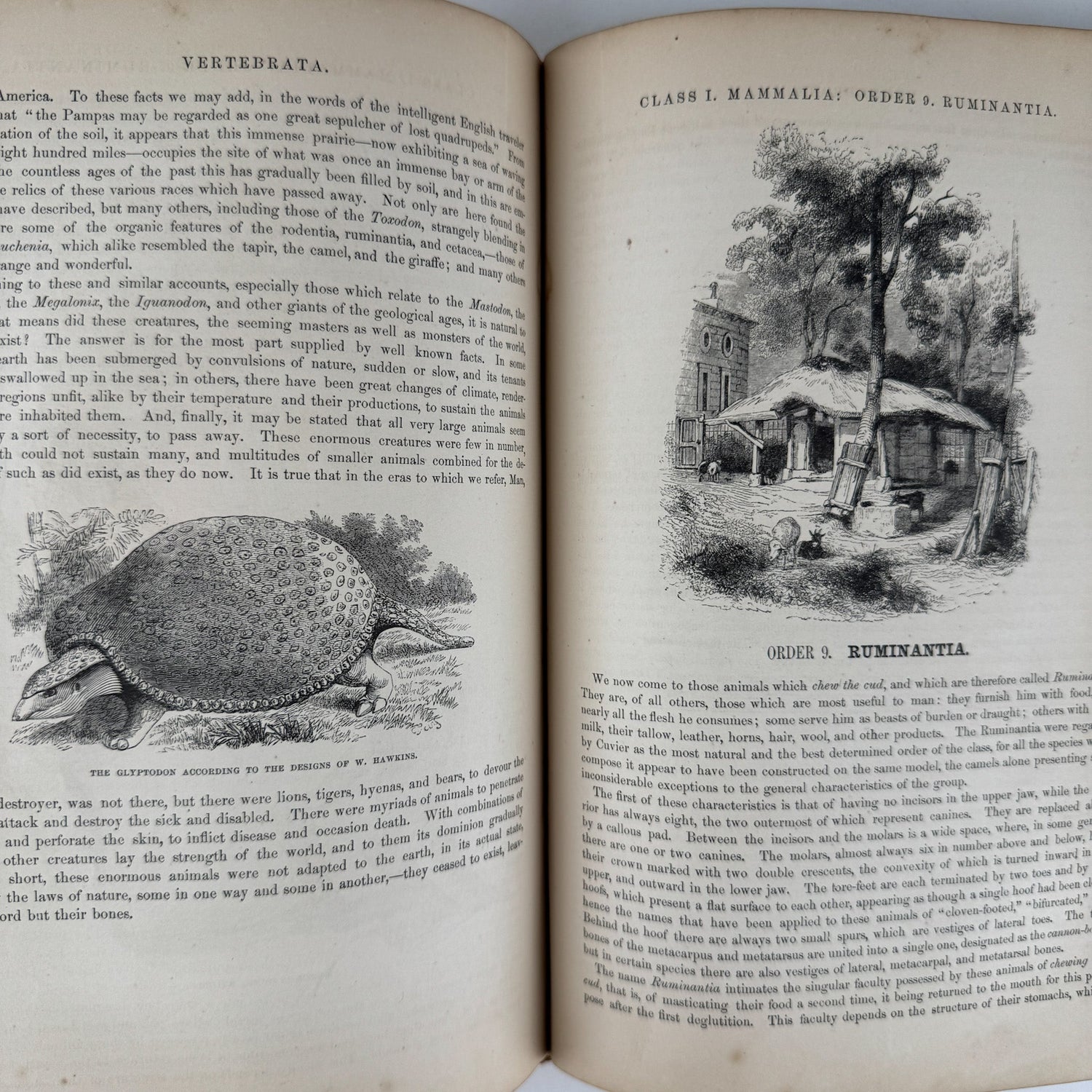 Johnson’s The Animal Kingdom Illustrated, Natural History, Volumes I & II, 1871, Illustrated Natural Antique - Pretty Old Books