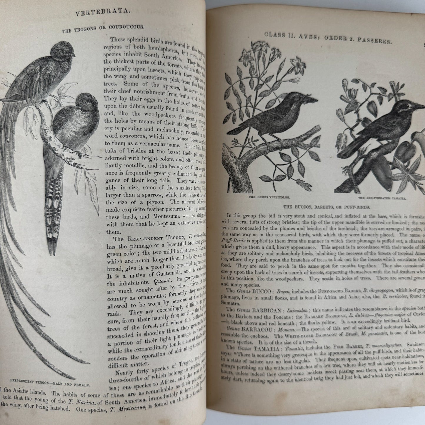 Johnson’s The Animal Kingdom Illustrated, Natural History, Volumes I & II, 1871, Illustrated Natural Antique - Pretty Old Books