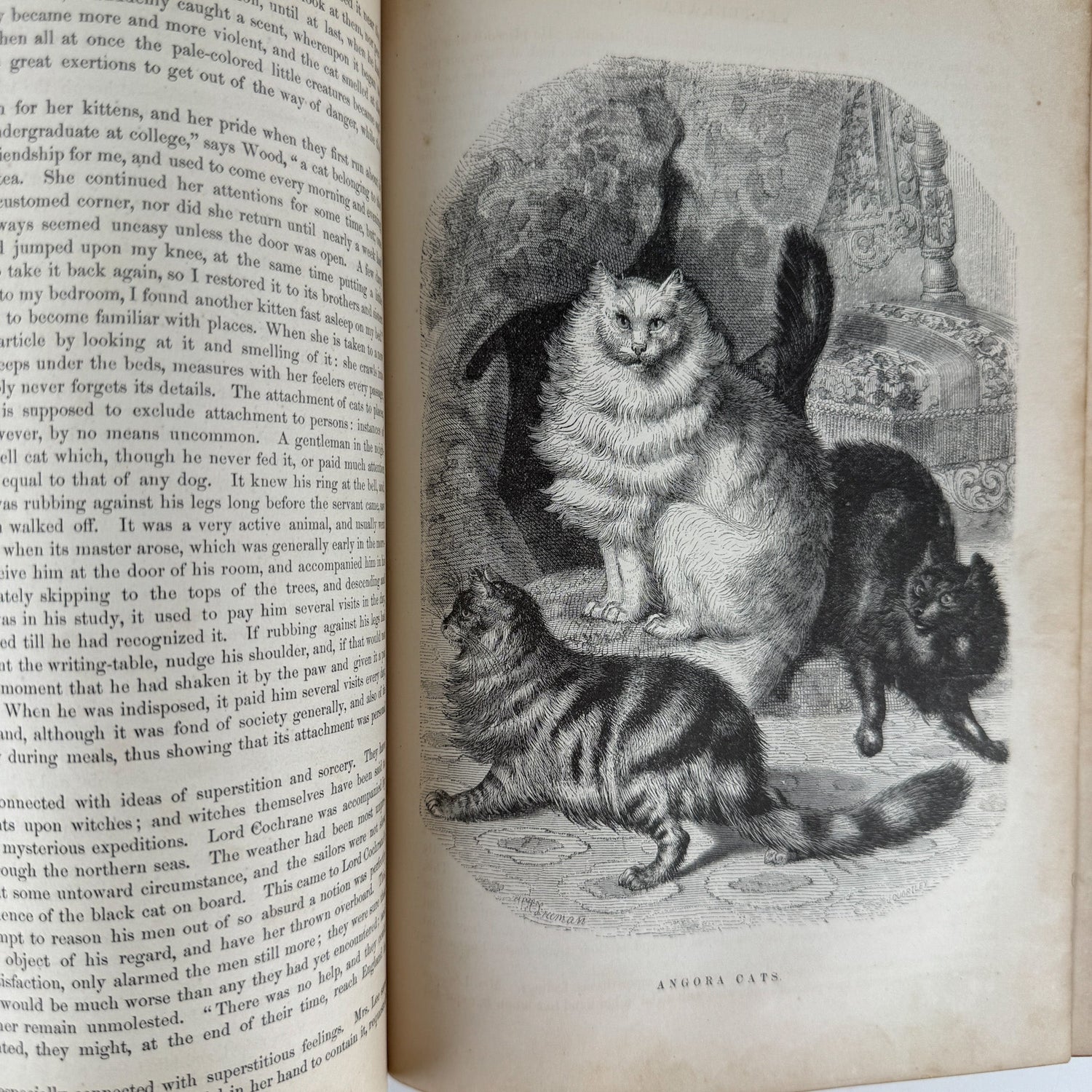 Johnson’s The Animal Kingdom Illustrated, Natural History, Volumes I & II, 1871, Illustrated Natural Antique - Pretty Old Books