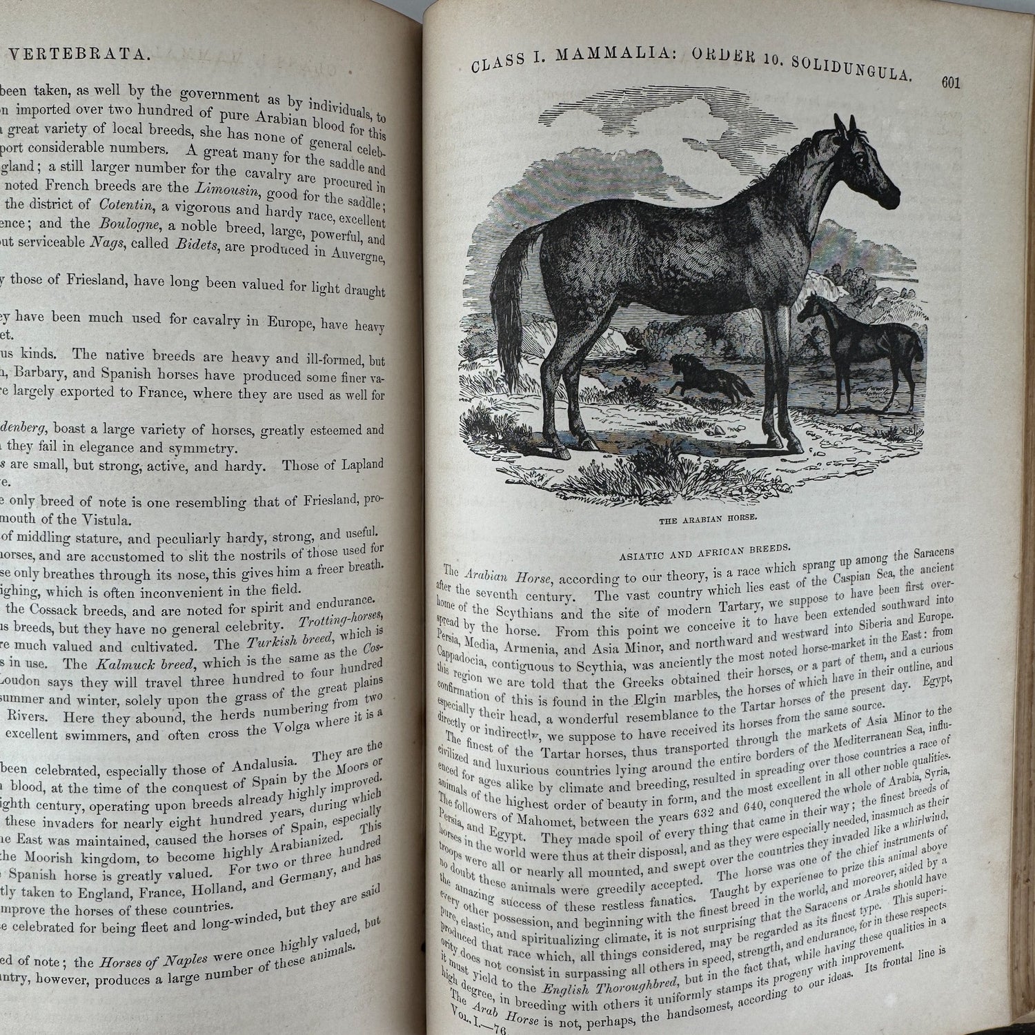 Johnson’s The Animal Kingdom Illustrated, Natural History, Volumes I & II, 1871, Illustrated Natural Antique - Pretty Old Books
