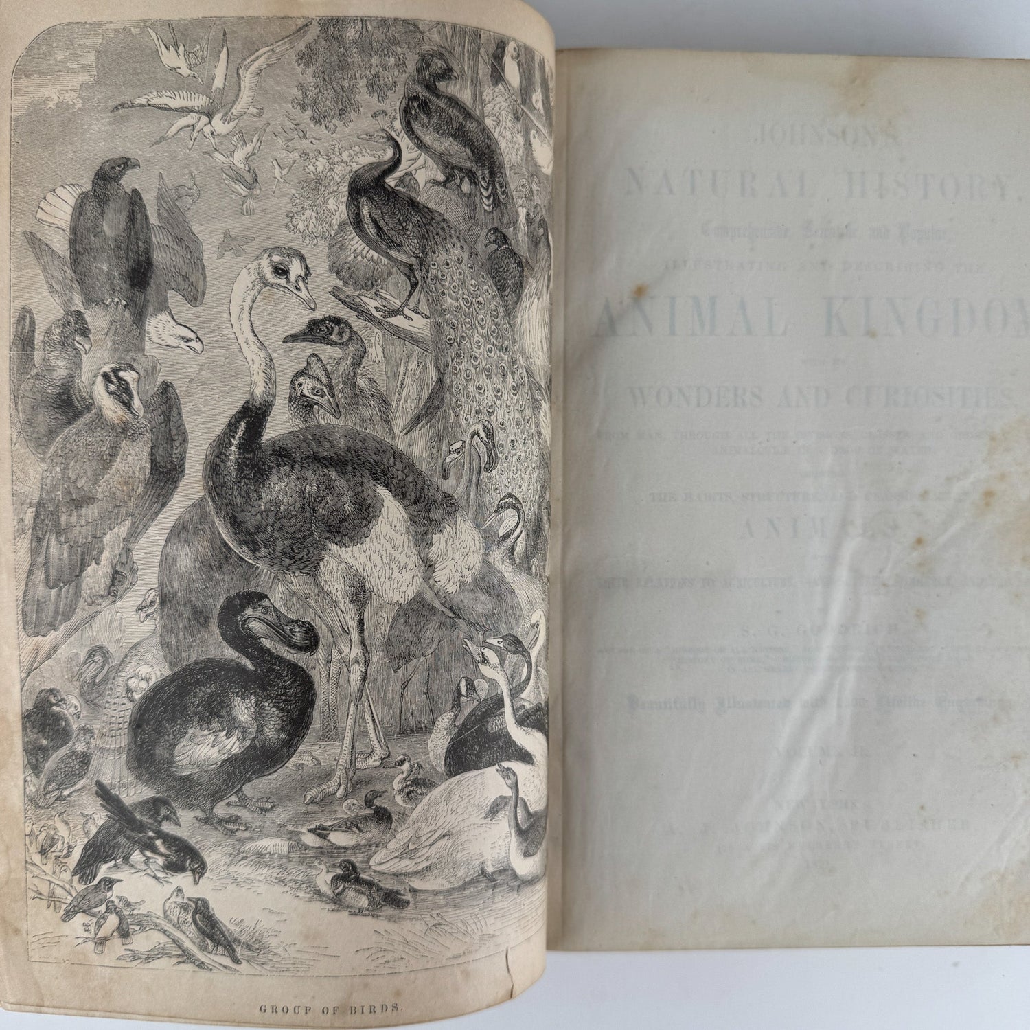 Johnson’s The Animal Kingdom Illustrated, Natural History, Volumes I & II, 1871, Illustrated Natural Antique - Pretty Old Books
