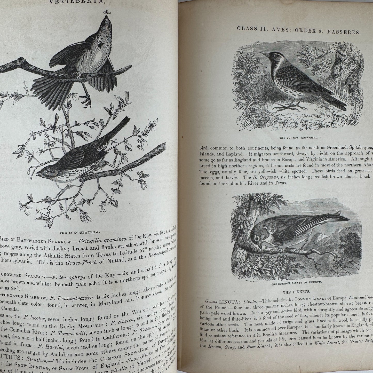 Johnson’s The Animal Kingdom Illustrated, Natural History, Volumes I & II, 1871, Illustrated Natural Antique - Pretty Old Books