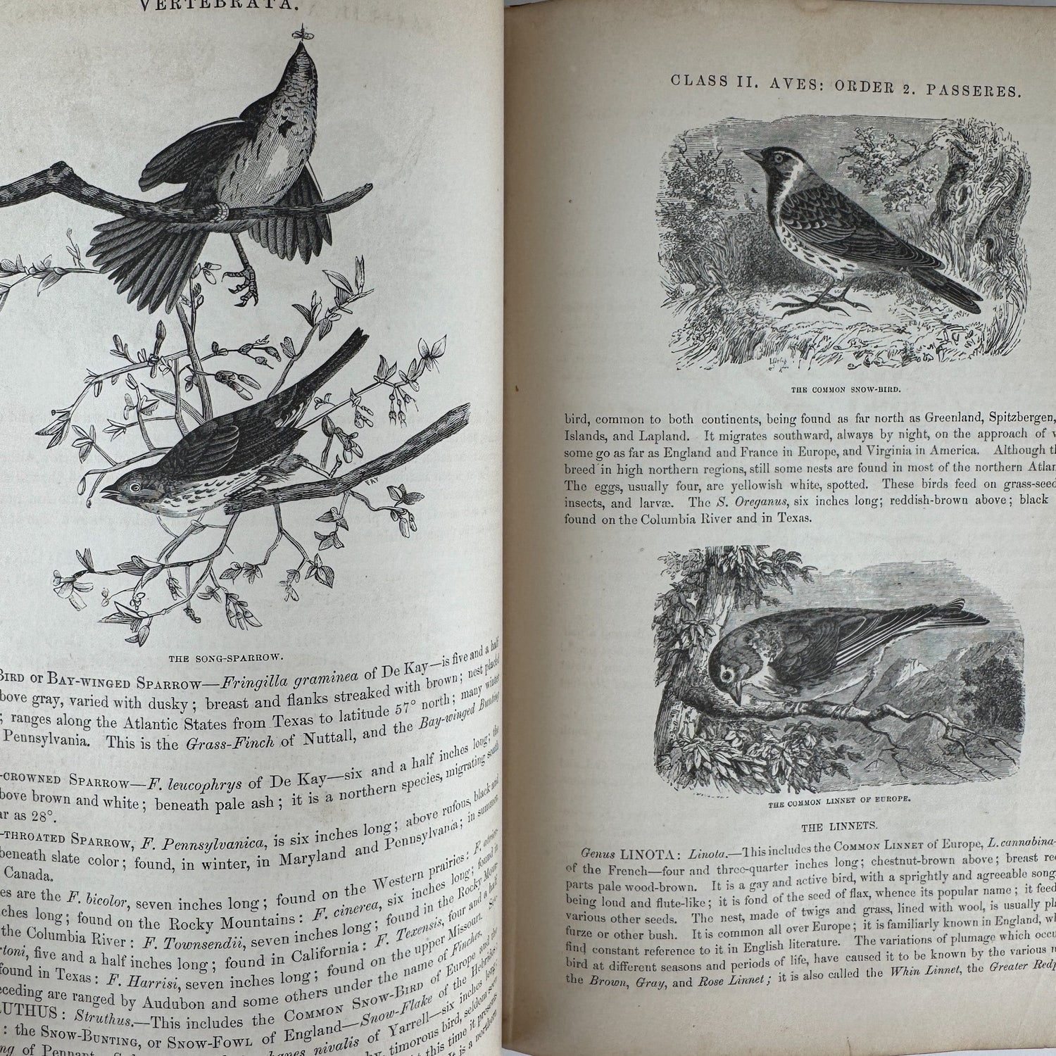 Johnson’s The Animal Kingdom Illustrated, Natural History, Volumes I & II, 1871, Illustrated Natural Antique - Pretty Old Books