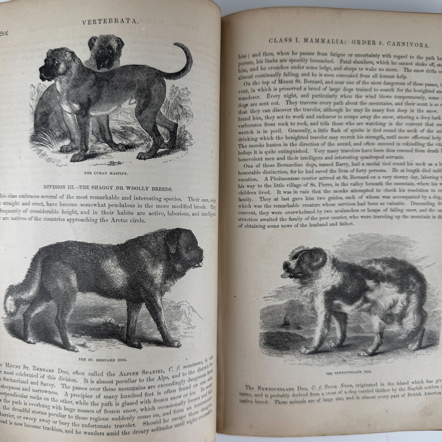 Johnson’s The Animal Kingdom Illustrated, Natural History, Volumes I & II, 1871, Illustrated Natural Antique - Pretty Old Books