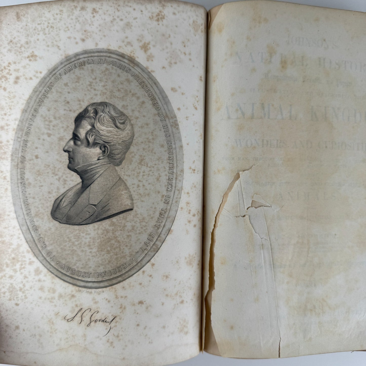 Johnson’s The Animal Kingdom Illustrated, Natural History, Volumes I & II, 1871, Illustrated Natural Antique - Pretty Old Books