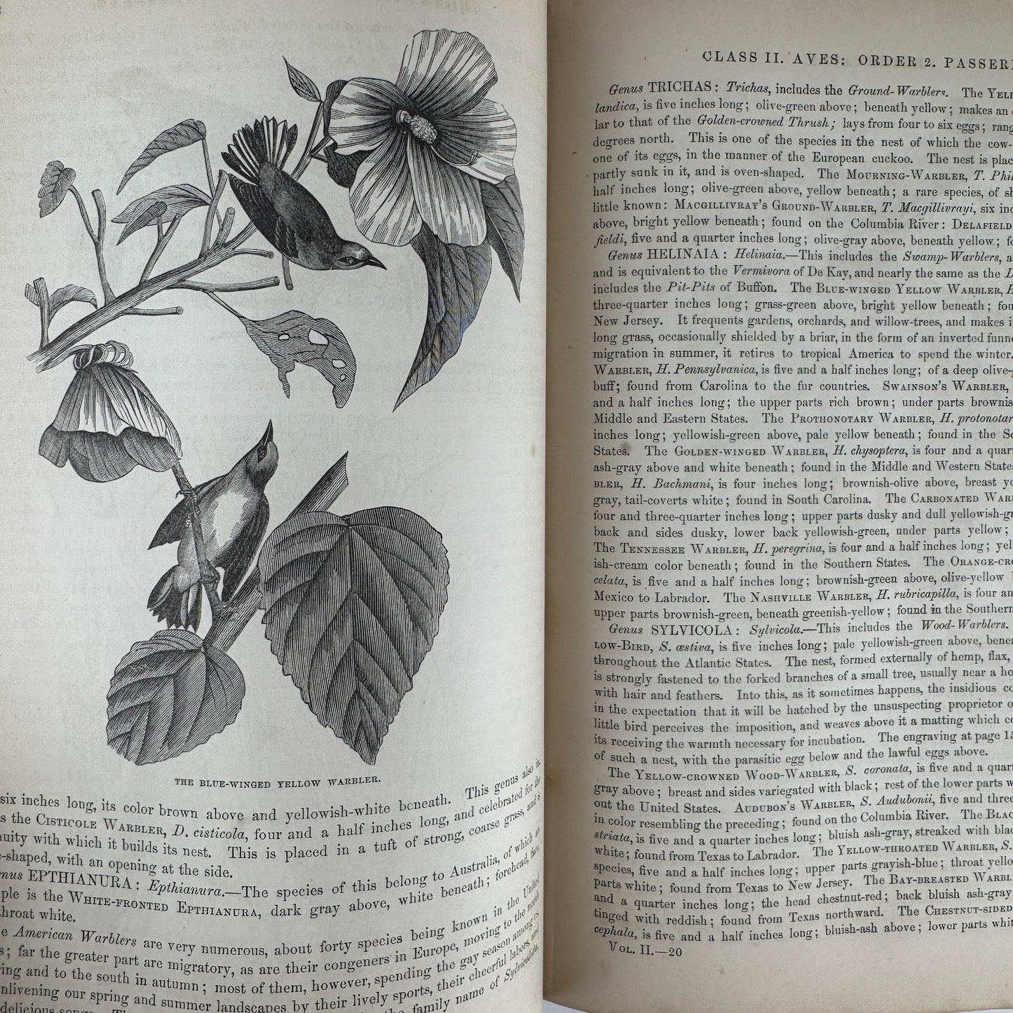 Johnson’s The Animal Kingdom Illustrated, Natural History, Volumes I & II, 1871, Illustrated Natural Antique - Pretty Old Books