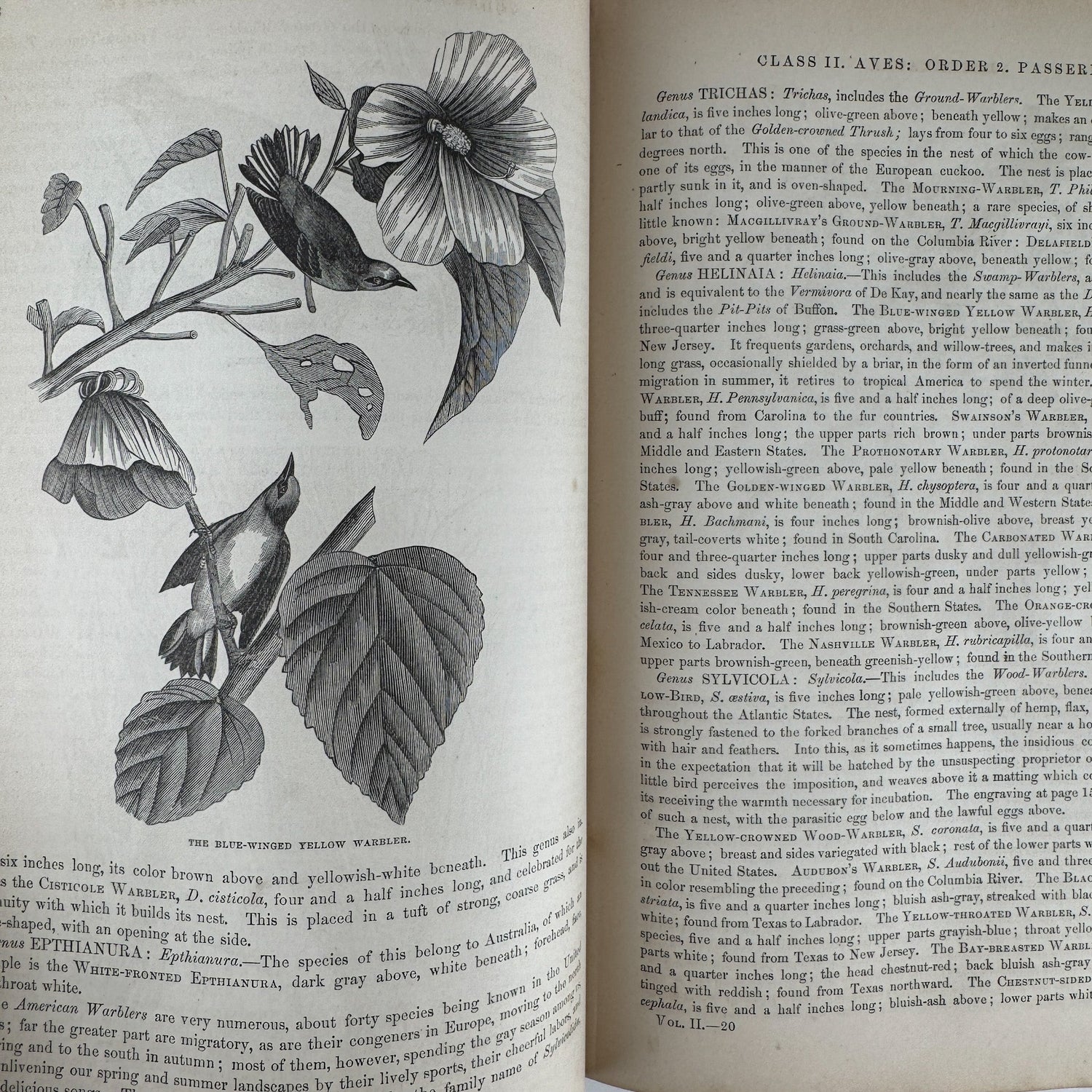 Johnson’s The Animal Kingdom Illustrated, Natural History, Volumes I & II, 1871, Illustrated Natural Antique - Pretty Old Books