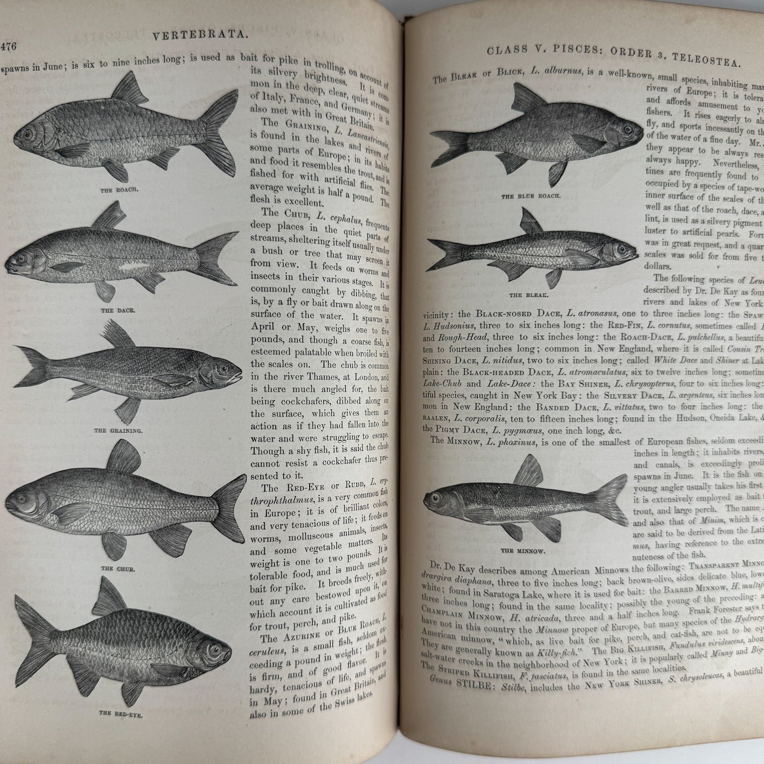 Johnson’s The Animal Kingdom Illustrated, Natural History, Volumes I & II, 1871, Illustrated Natural Antique - Pretty Old Books