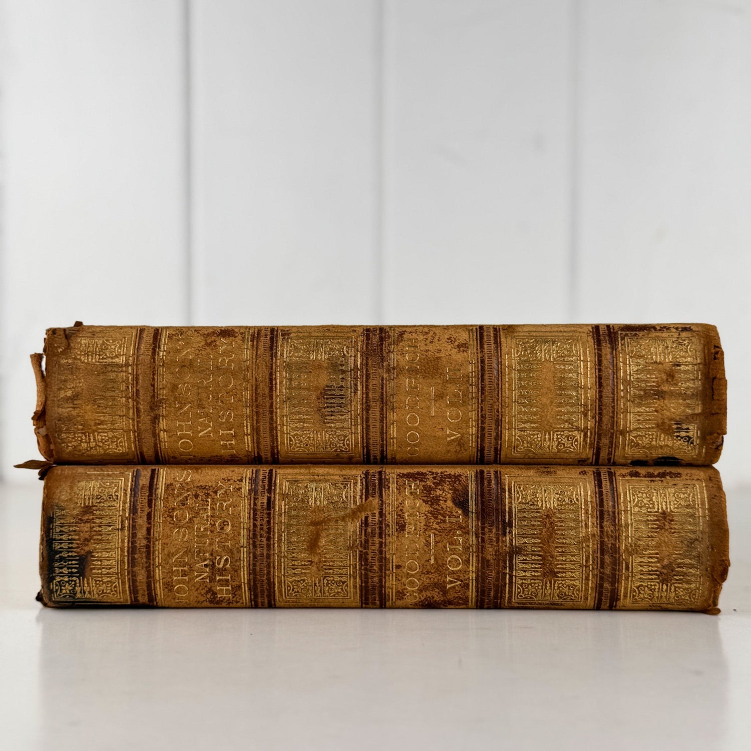 Johnson’s The Animal Kingdom Illustrated, Natural History, Volumes I & II, 1871, Illustrated Natural Antique - Pretty Old Books