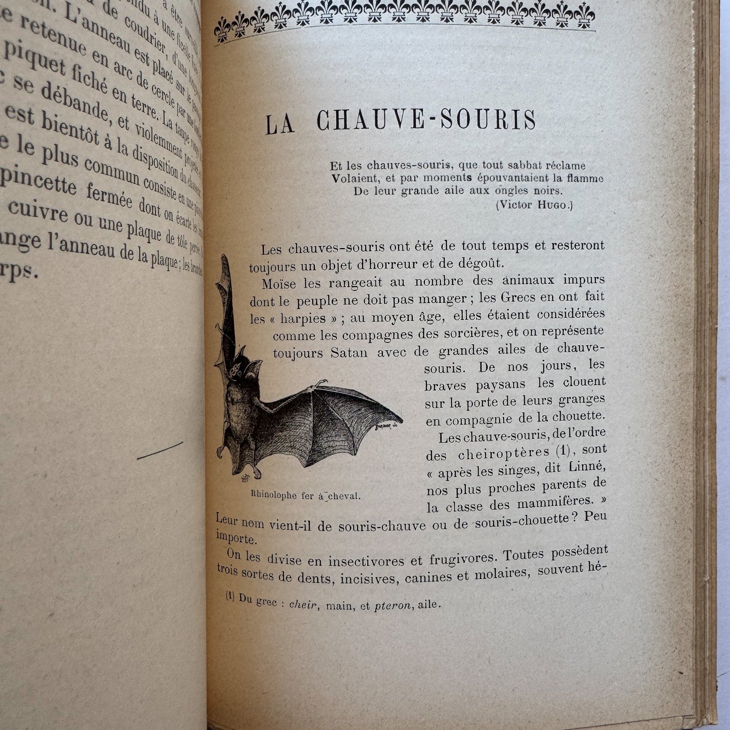 Les Vilaines Bêtes (The Nasty Beasts), Armand Leyritz, c.1890s, Illustrated French Natural History Book - Pretty Old Books