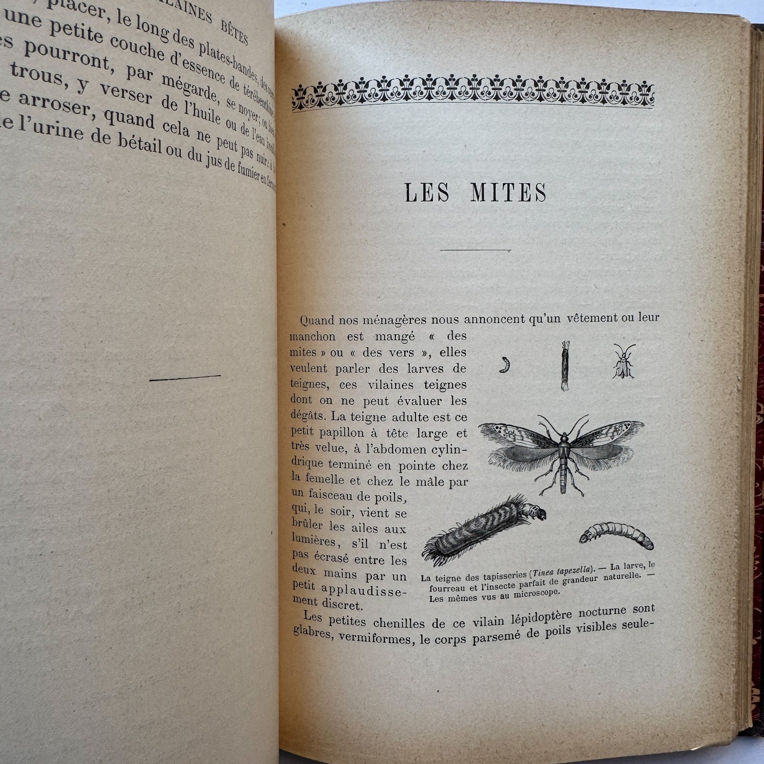 Les Vilaines Bêtes (The Nasty Beasts), Armand Leyritz, c.1890s, Illustrated French Natural History Book - Pretty Old Books