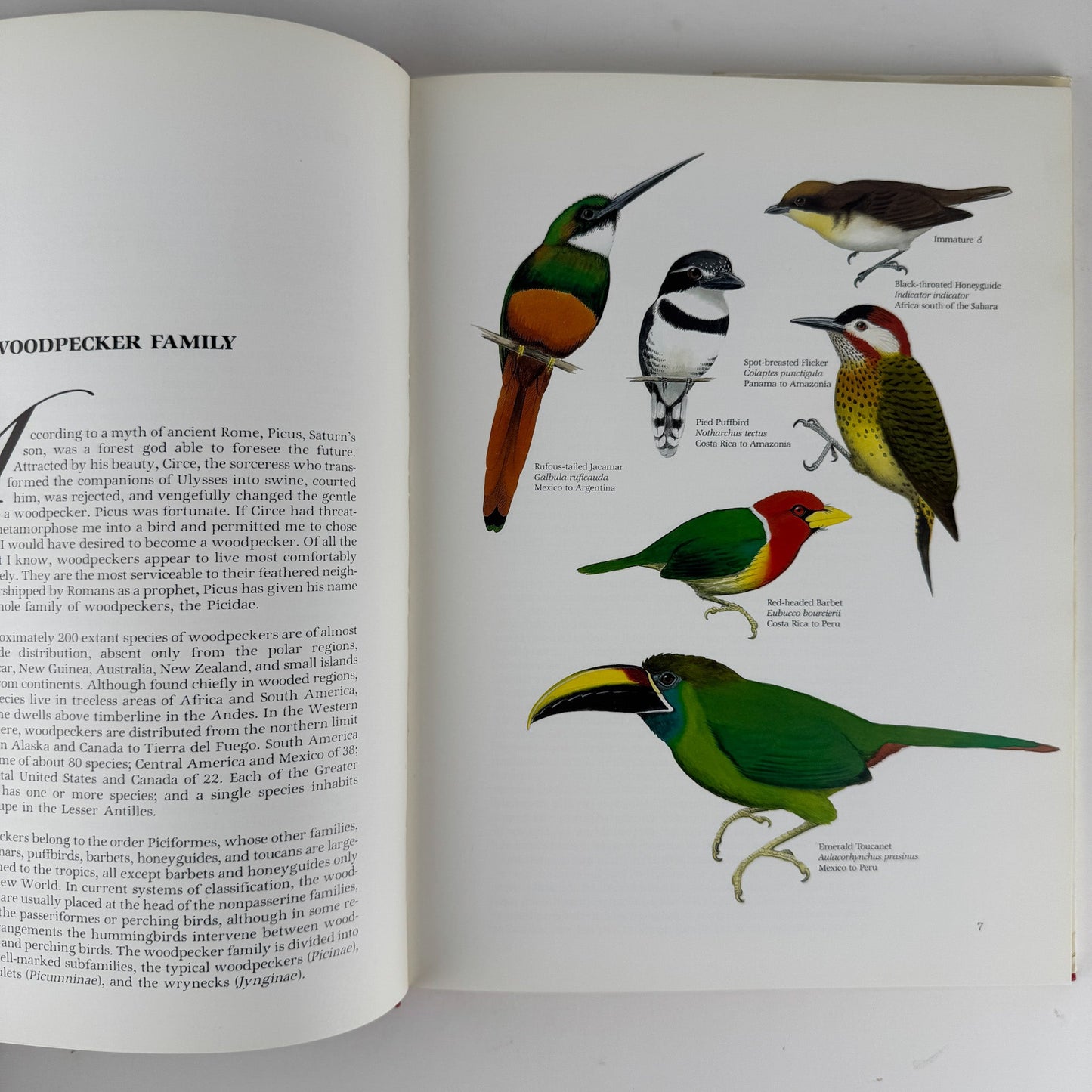 Life of the Woodpecker, Alexander F. Skutch, 1985 Ornithology Illustrated Book - Pretty Old Books