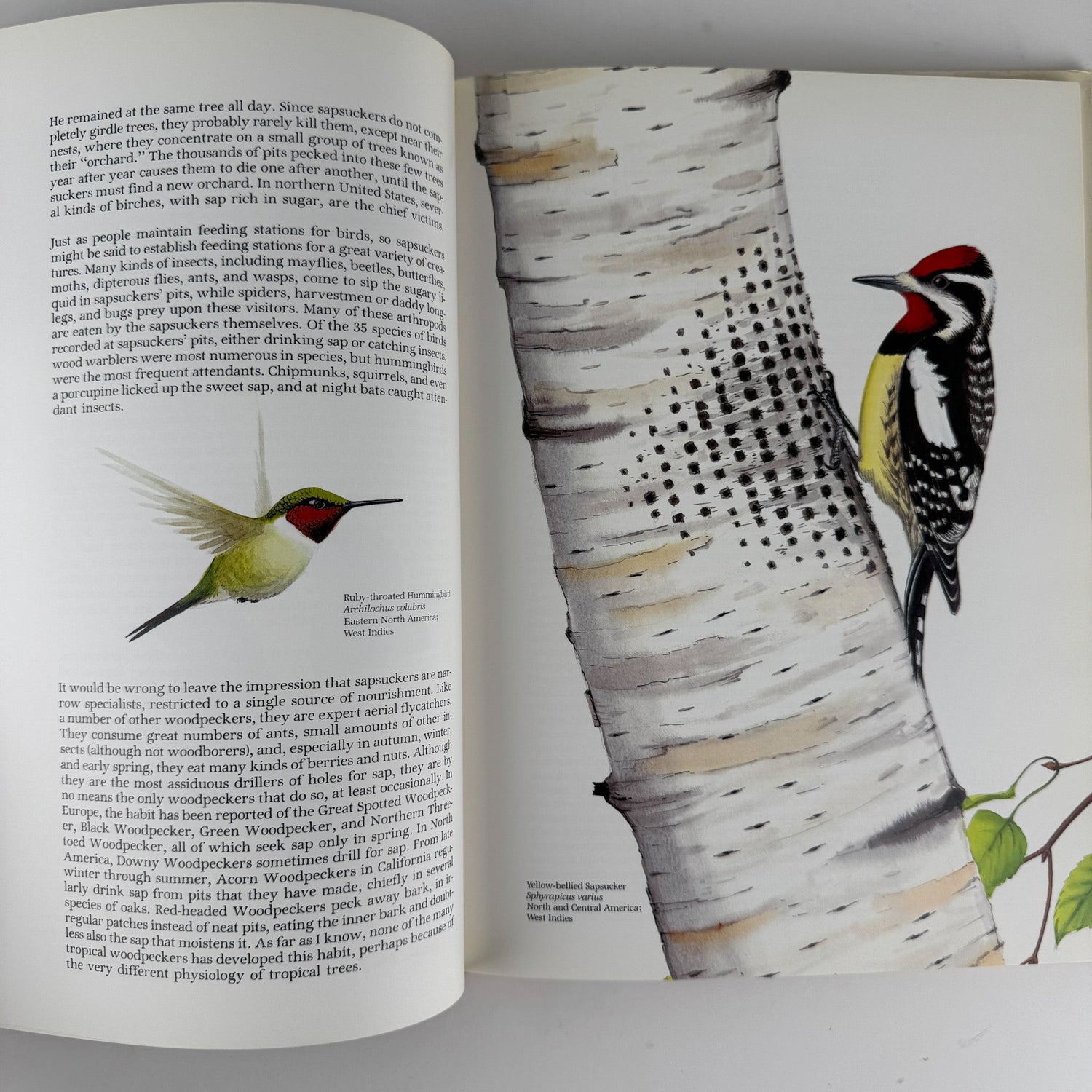Life of the Woodpecker, Alexander F. Skutch, 1985 Ornithology Illustrated Book - Pretty Old Books