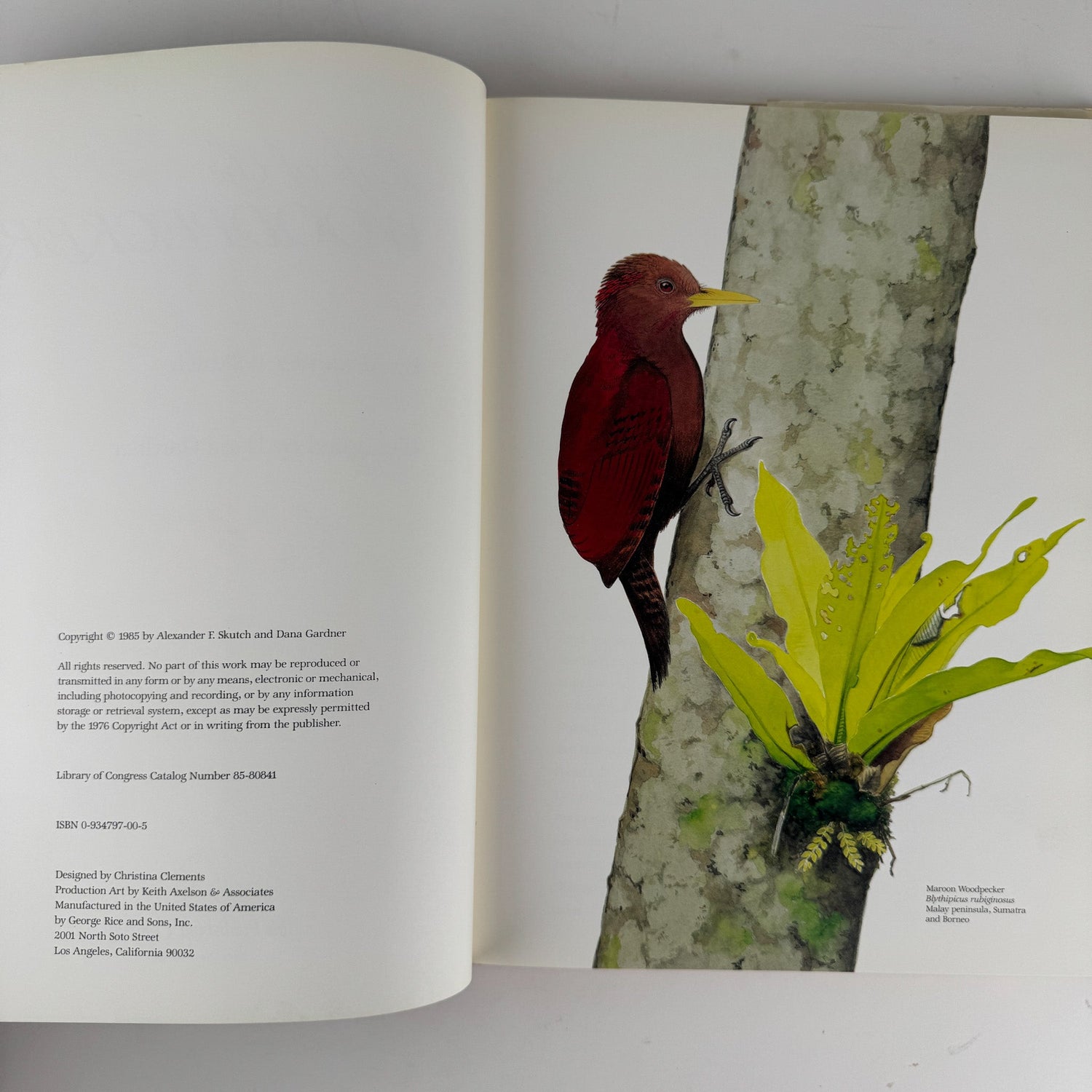 Life of the Woodpecker, Alexander F. Skutch, 1985 Ornithology Illustrated Book - Pretty Old Books